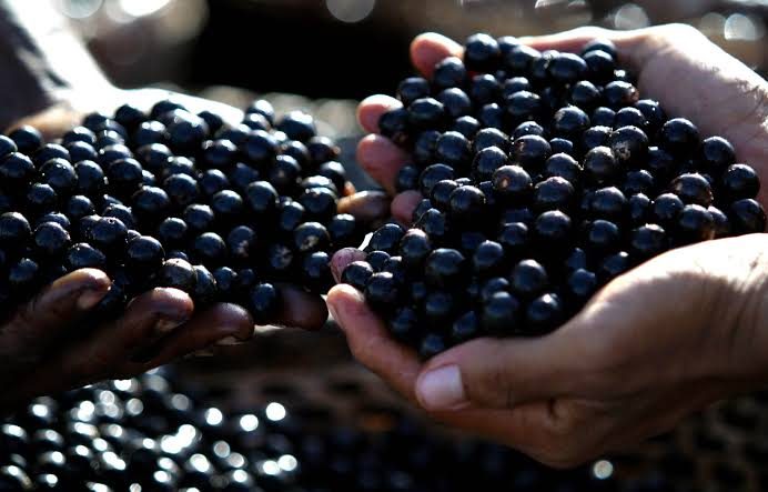 Mãos segurando frutos de açaí recém-colhidos