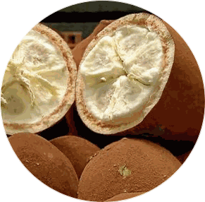 Fruto do cupuaçu aberto