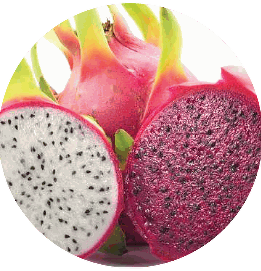 Frutos de pitaya branca e vermelha
